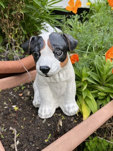 Jack russell pup garden - jack,