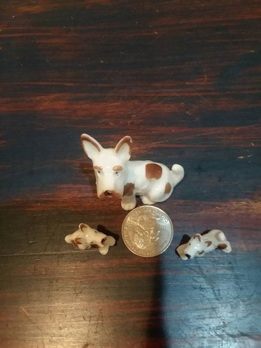 Miniature jack russell terrier - miniature,