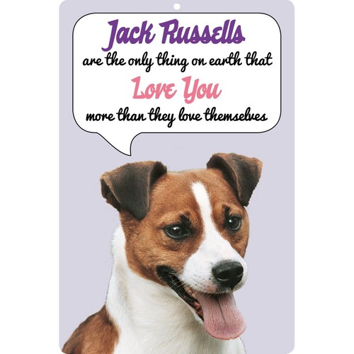 Jack russell terrier dog - russell,