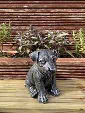 jack russell pup garden