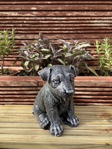 Jack russell pup garden - jack,