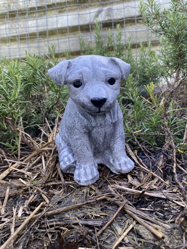 Jack russell pup garden - ,