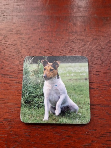Jack russell terrier - russell, magnet