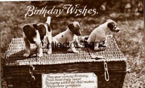 1929 jack russel - jack, pups