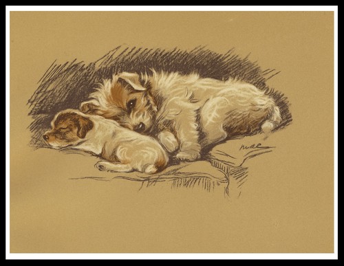 Jack russell terrier - terrier, and