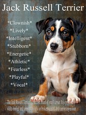 Jack Russell Terrier Pup Breed