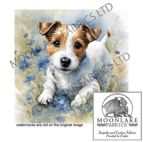 Cute little jack russell pup - little,