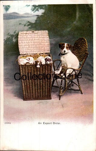 Dog jack russel terrier pups - dog, &