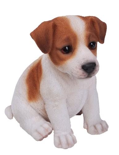 Brand new jack russell - jack,
