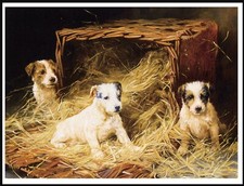 JACK RUSSELL TERRIER PUPS