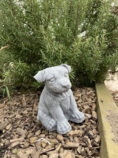  jack russell pup garden