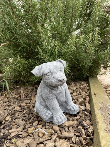 Jack russell pup garden - ,