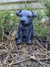  jack russell pup garden