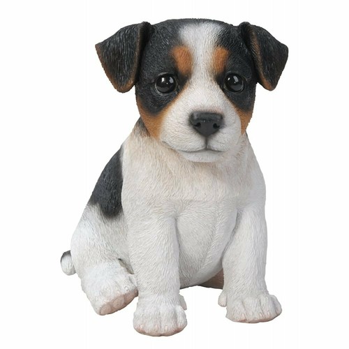 Tricolour jack russell dog - jack,