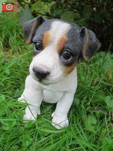 Jack russell puppy tri - jack, puppy,