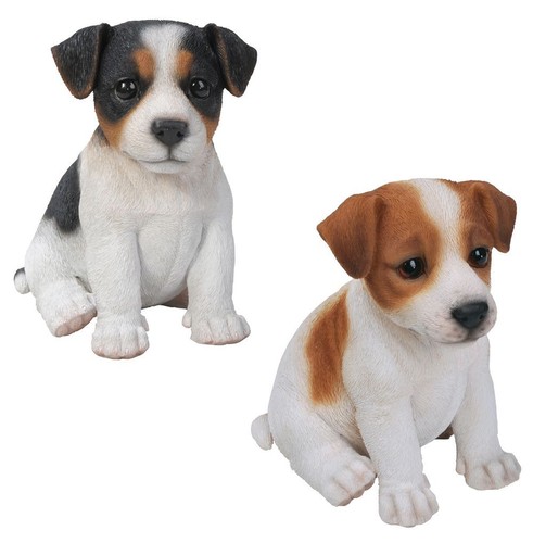 Jack russell puppy - russell,