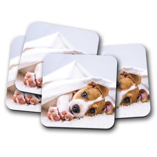 Set cute jack russell pup - set,