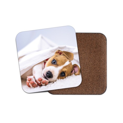 Cute jack russell pup cork - jack,
