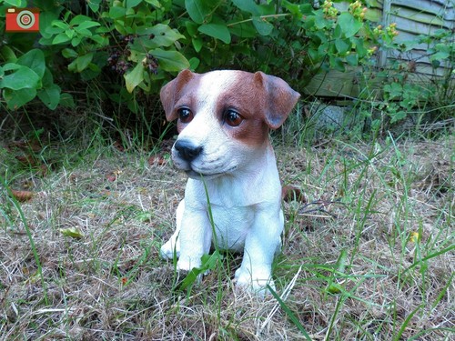 Jack russell puppy vivid - jack,